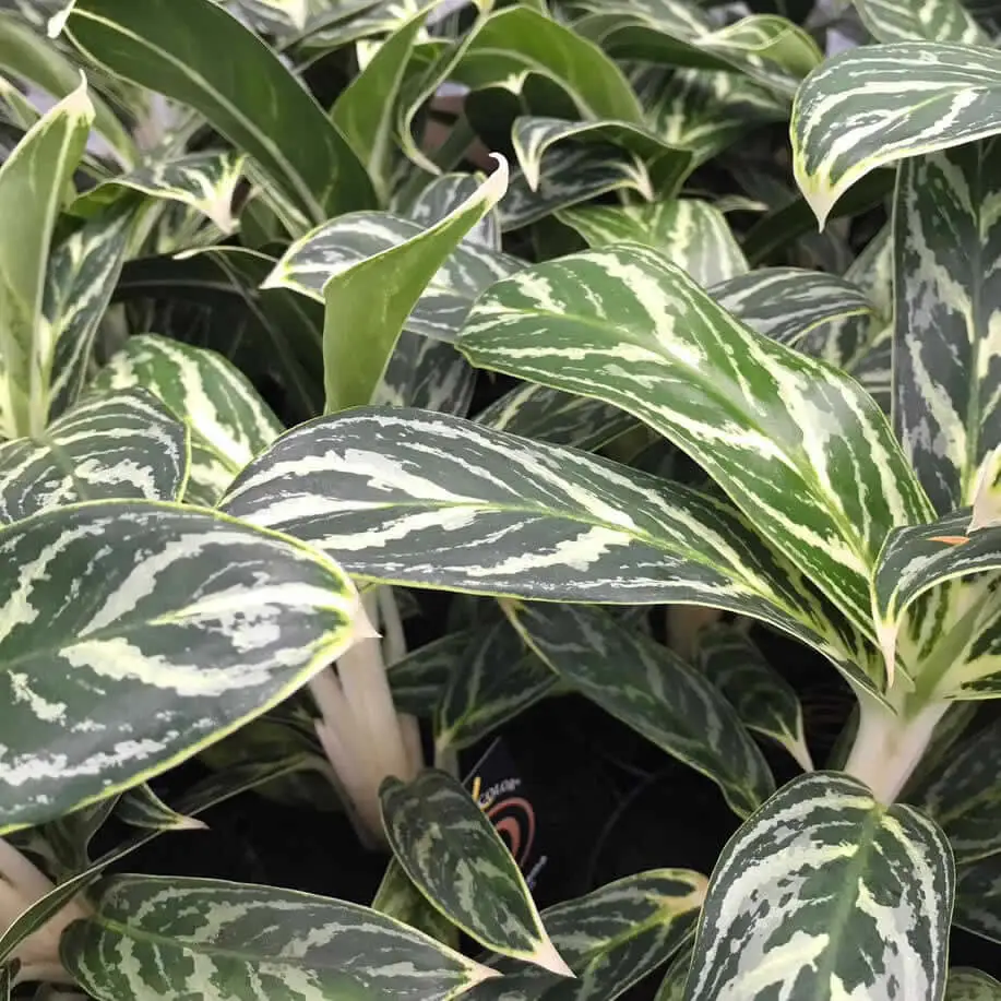 Chinese Evergreen (Aglaonema sp.) - Image 2