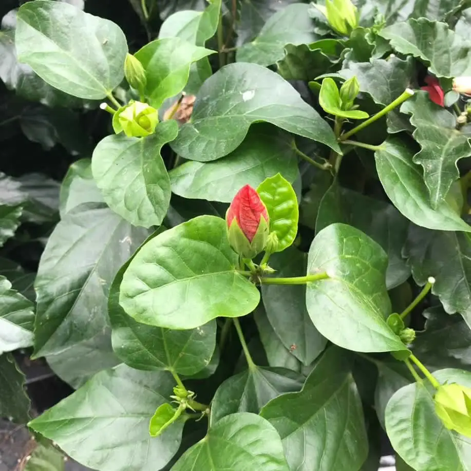Chinese hibiscus (Hibiscus rosa-sinensis) - Image 2