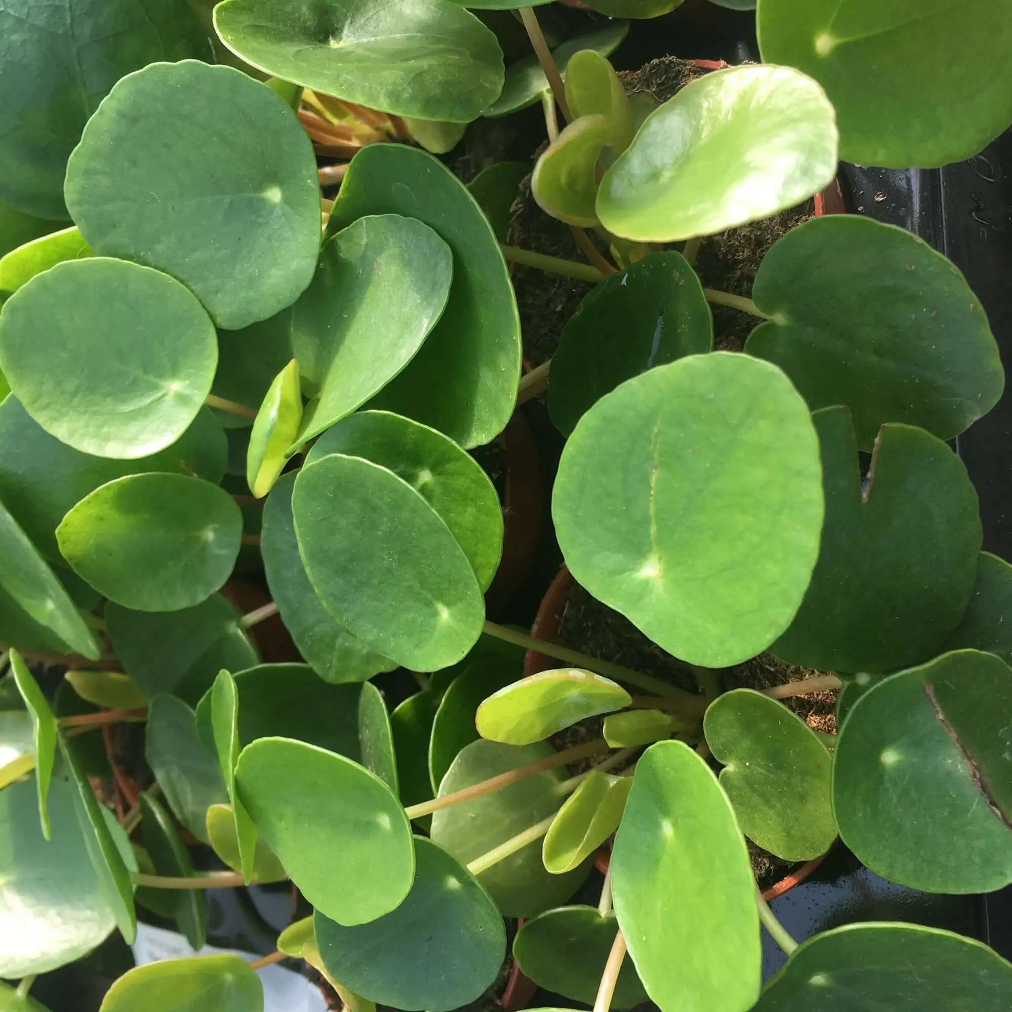 Chinese Money Plant (Pilea peperomoides) - Image 2