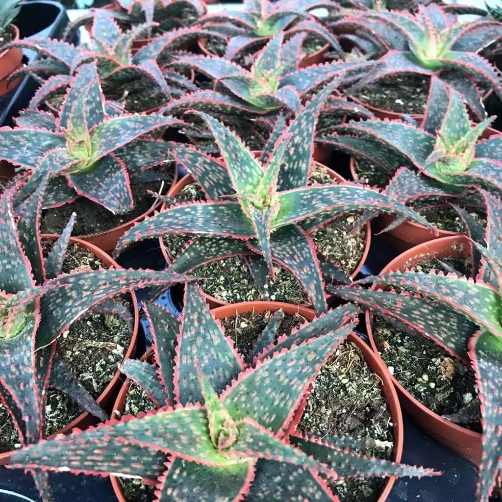 Christmas Carol (Aloe  'hybrid')