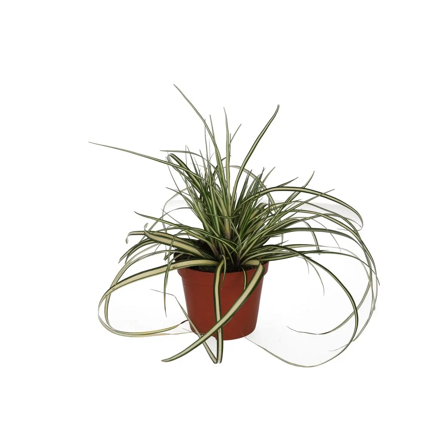 Sedge Grass 'Evergold' (Carex hachijoensis)