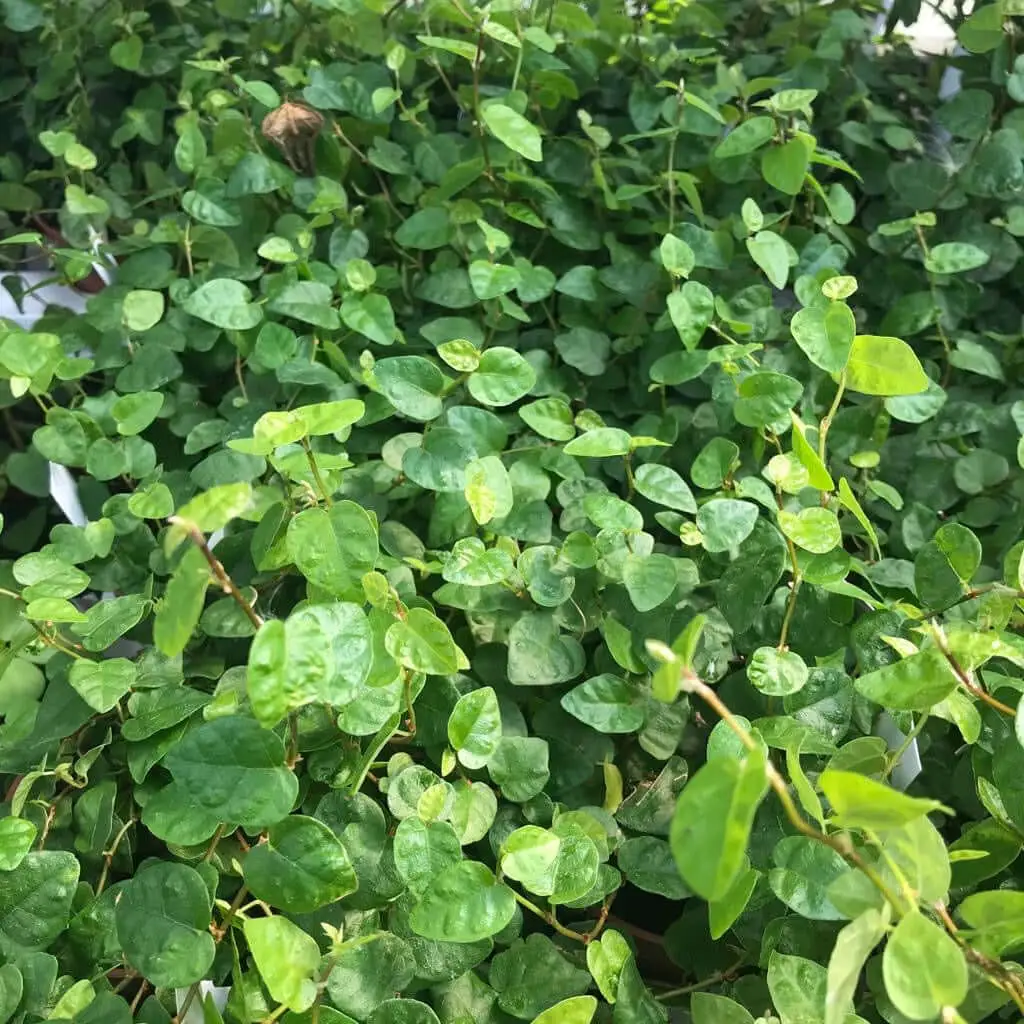 Creeping Fig (Ficus pumila) - Image 3