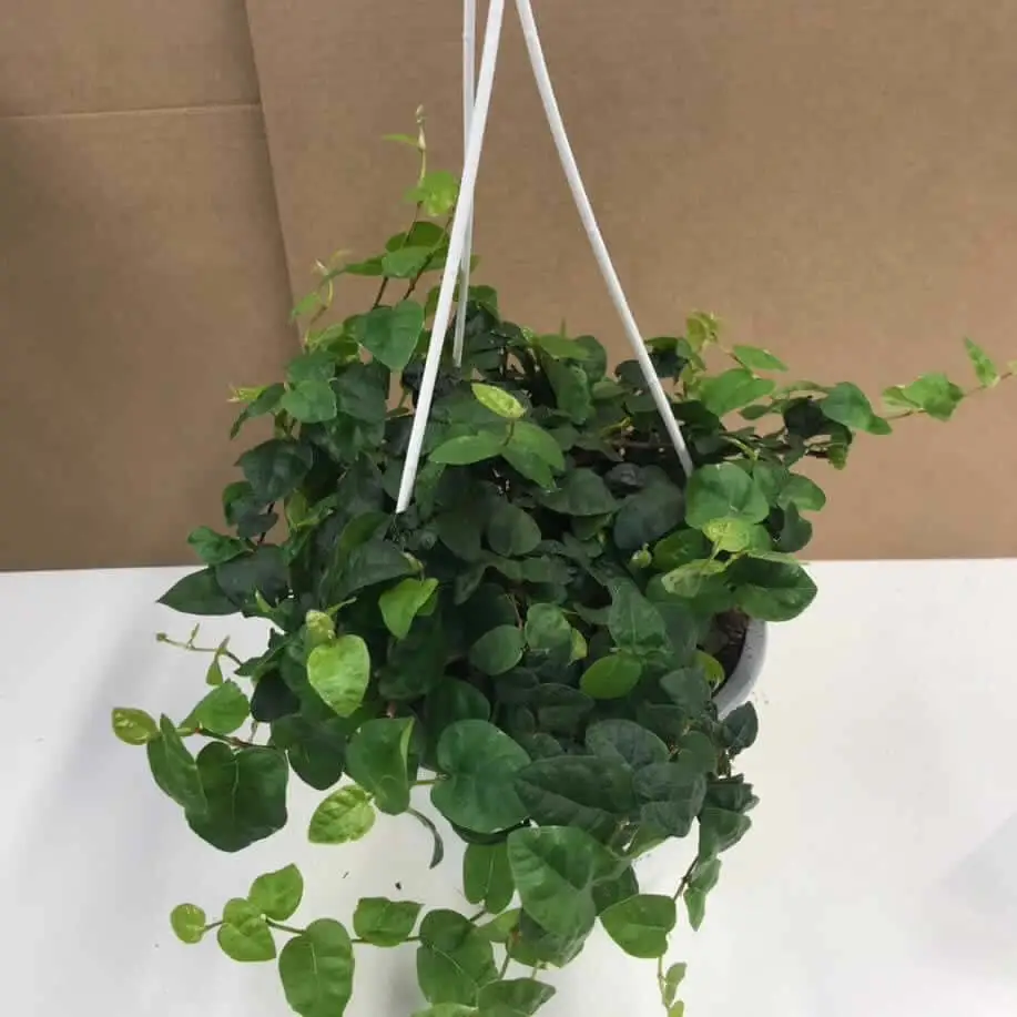 Creeping Fig (Ficus pumila) - Image 4