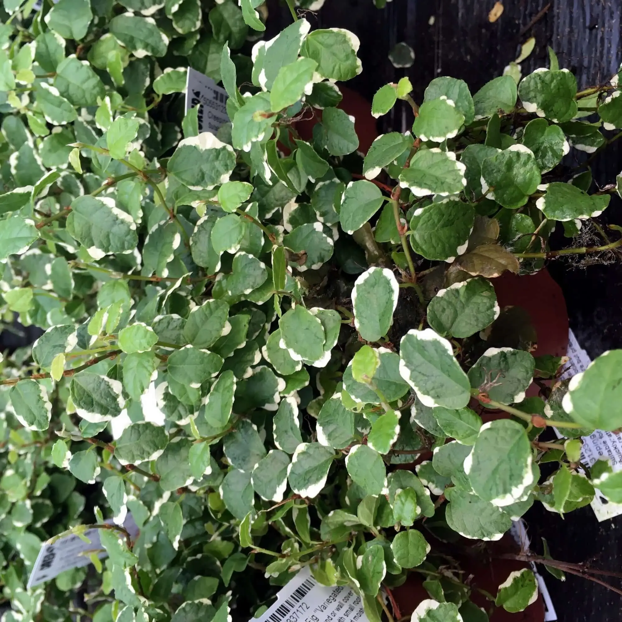 Creeping Fig 'Variegated' (Ficus pumila) - Image 3