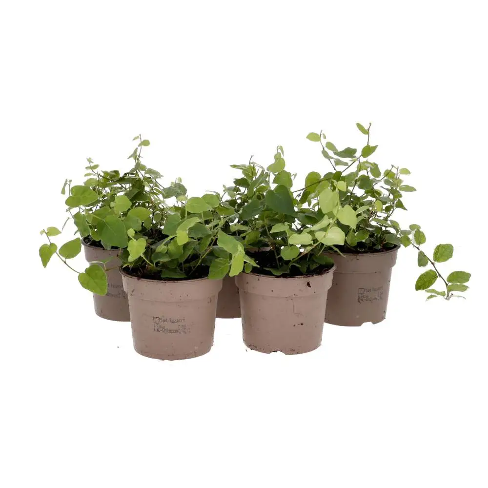 Creeping Fig 'Variegated' (Ficus pumila) - Image 4