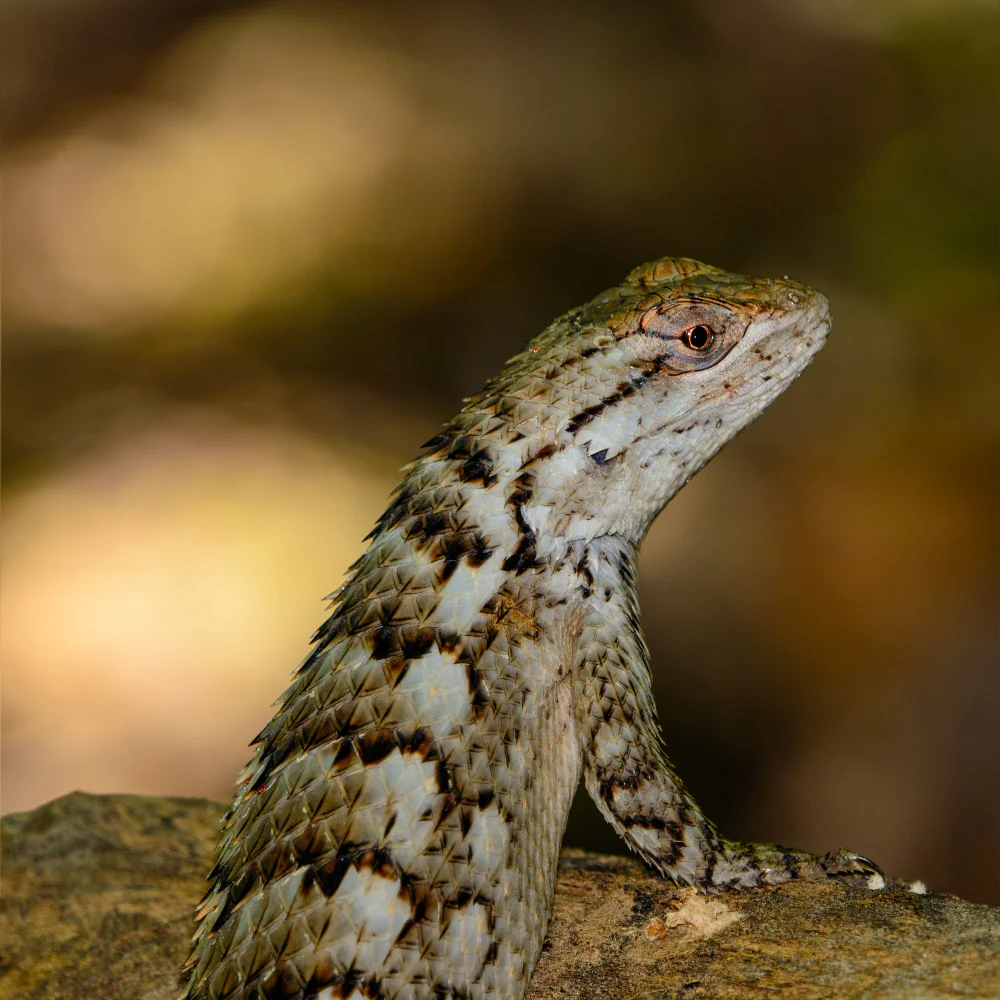 Crevice Spiny Lizard Setup