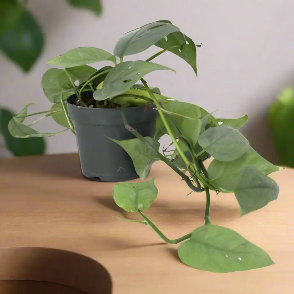 Devil's Ivy 'Cebu Blue' (Epipremnum pinnatum)