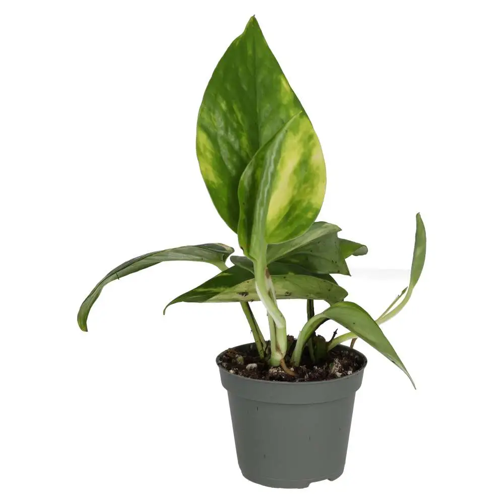 Devil's Ivy (Epipremnum aureum) - Image 2