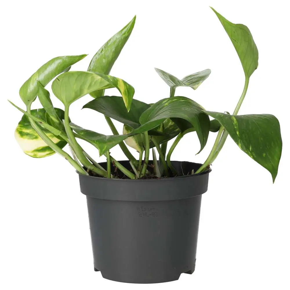 Devil's Ivy (Epipremnum aureum) - Image 3