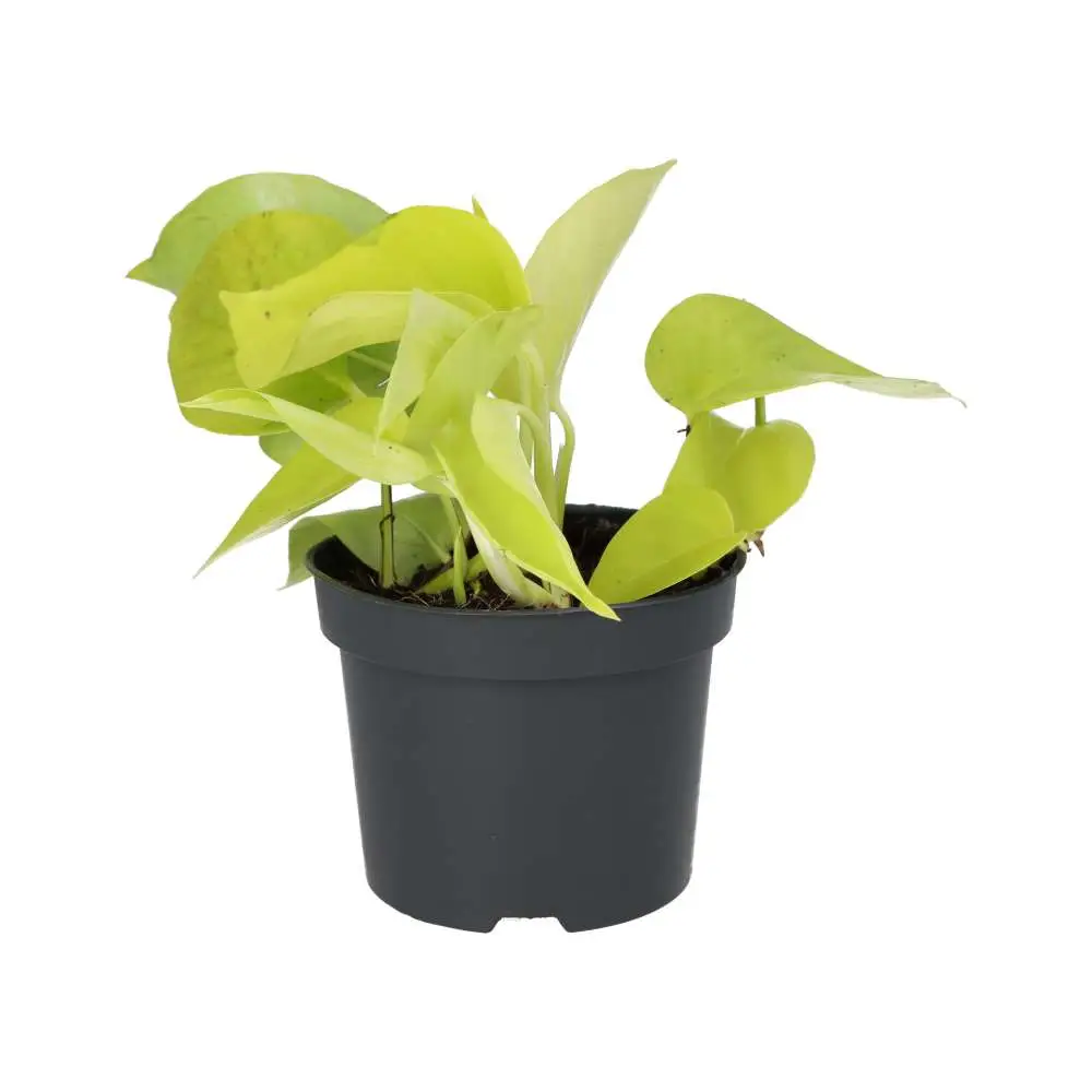 Devil's Ivy 'Golden' (Epipremnum aureum 'Golden') - Image 2