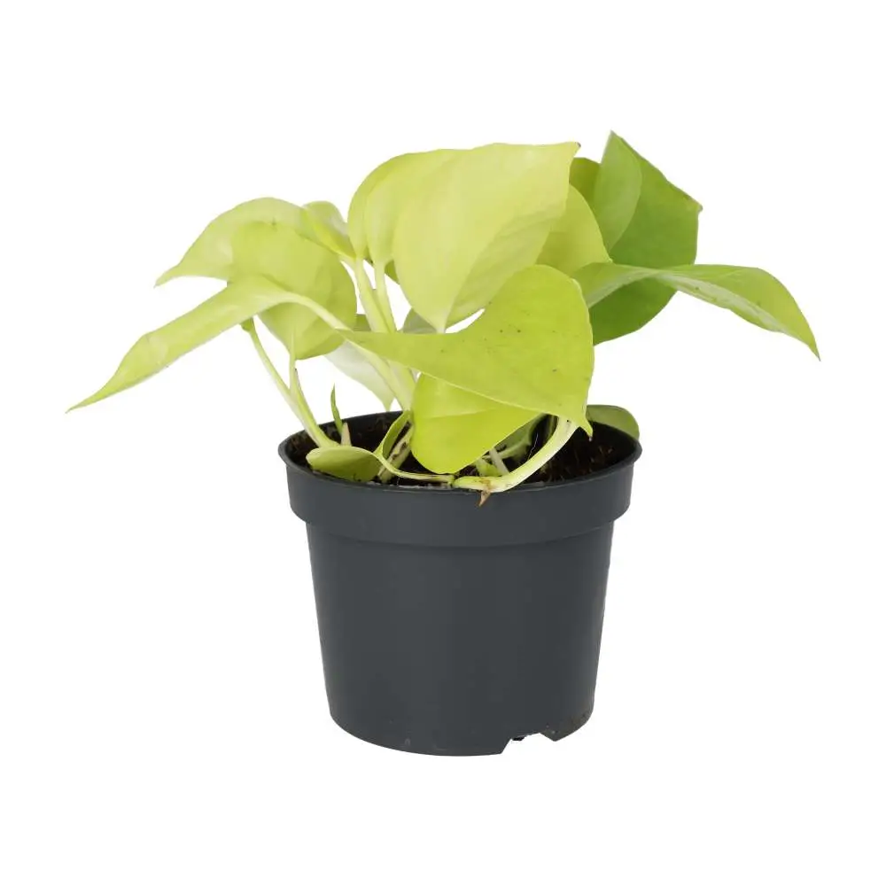 Devil's Ivy 'Golden' (Epipremnum aureum 'Golden') - Image 3