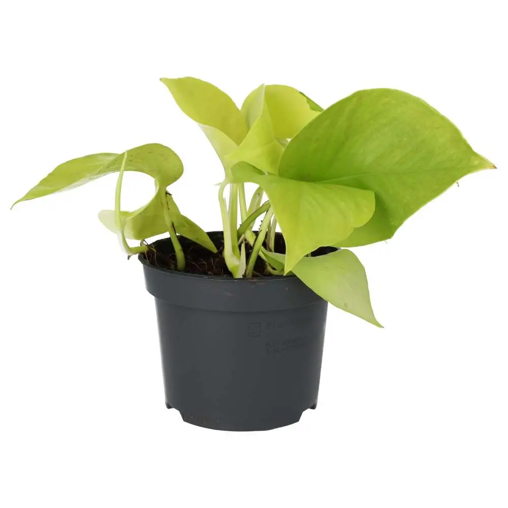 Devil's Ivy 'Golden' (Epipremnum aureum 'Golden') - Image 4