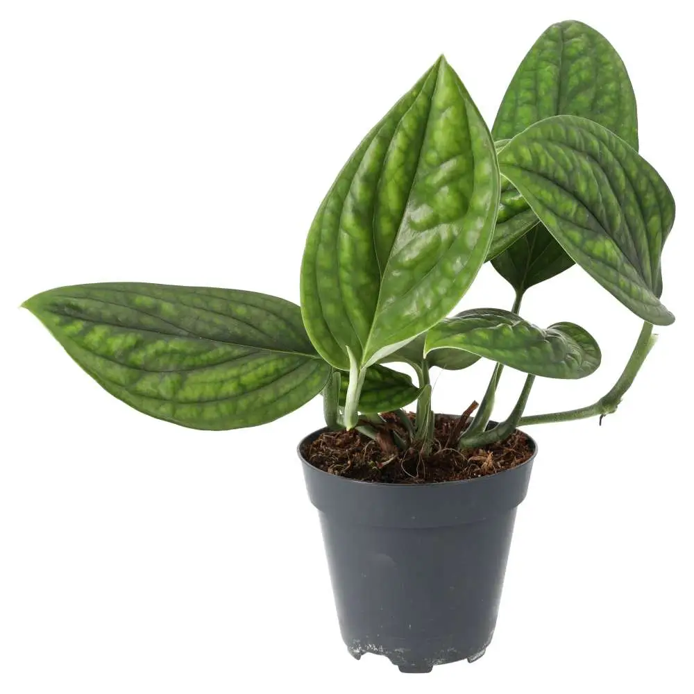 Devil's Ivy 'Marble Planet' (Epipremnum pinnatum)