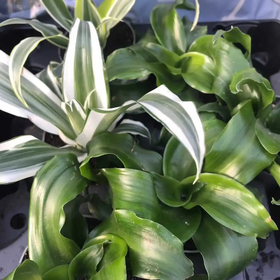 Dragon Plant (Dracaena sp.) - Image 2
