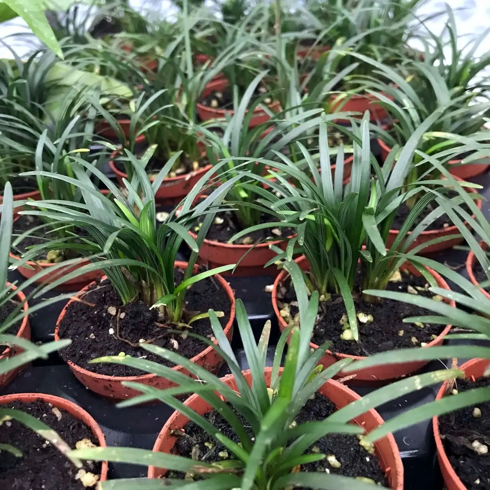 Dwarf Mondo Grass (Ophiopogon japonicus 'Minor') - Image 2