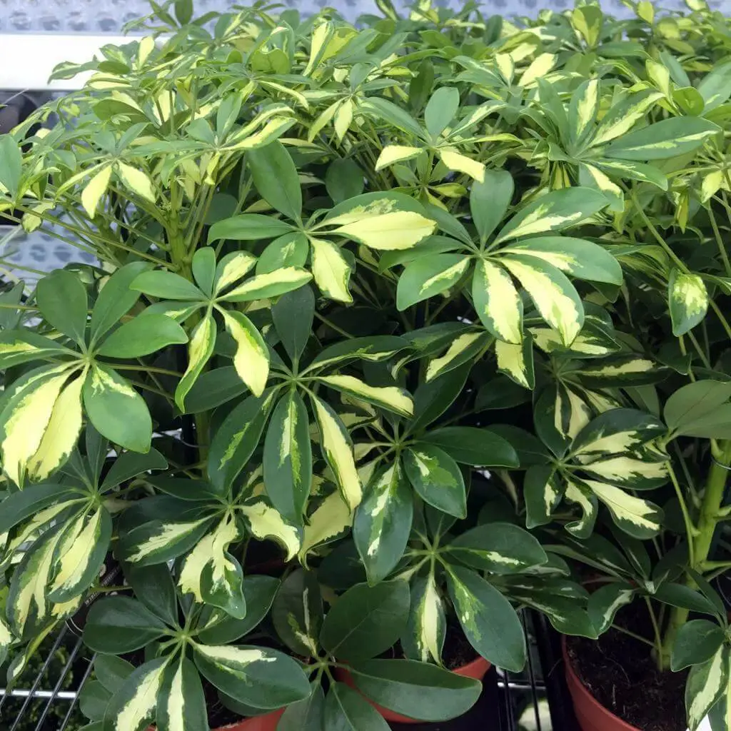 Dwarf Umbrella Tree (Schefflera arboricola) - Image 2