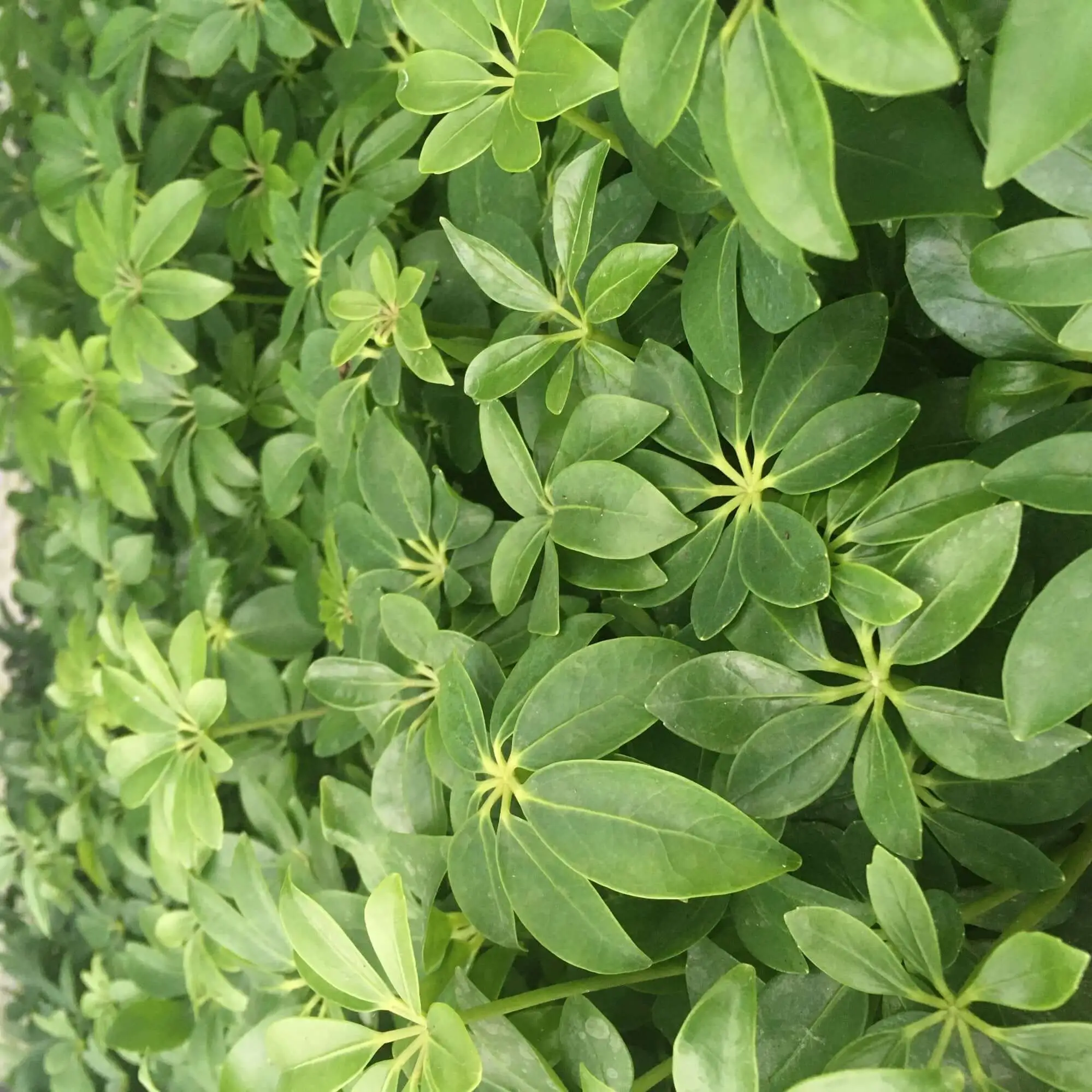 Dwarf Umbrella Tree (Schefflera arboricola) - Image 3