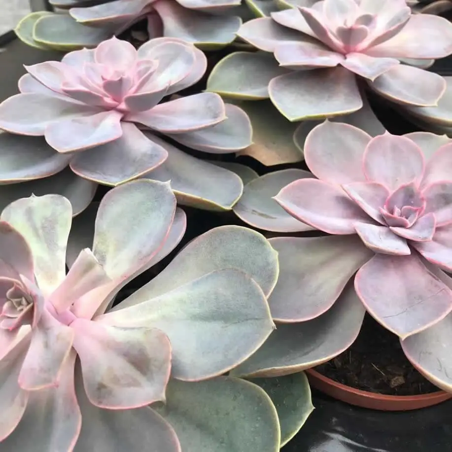 Echeveria 'Perle von Nurnberg' - Image 2