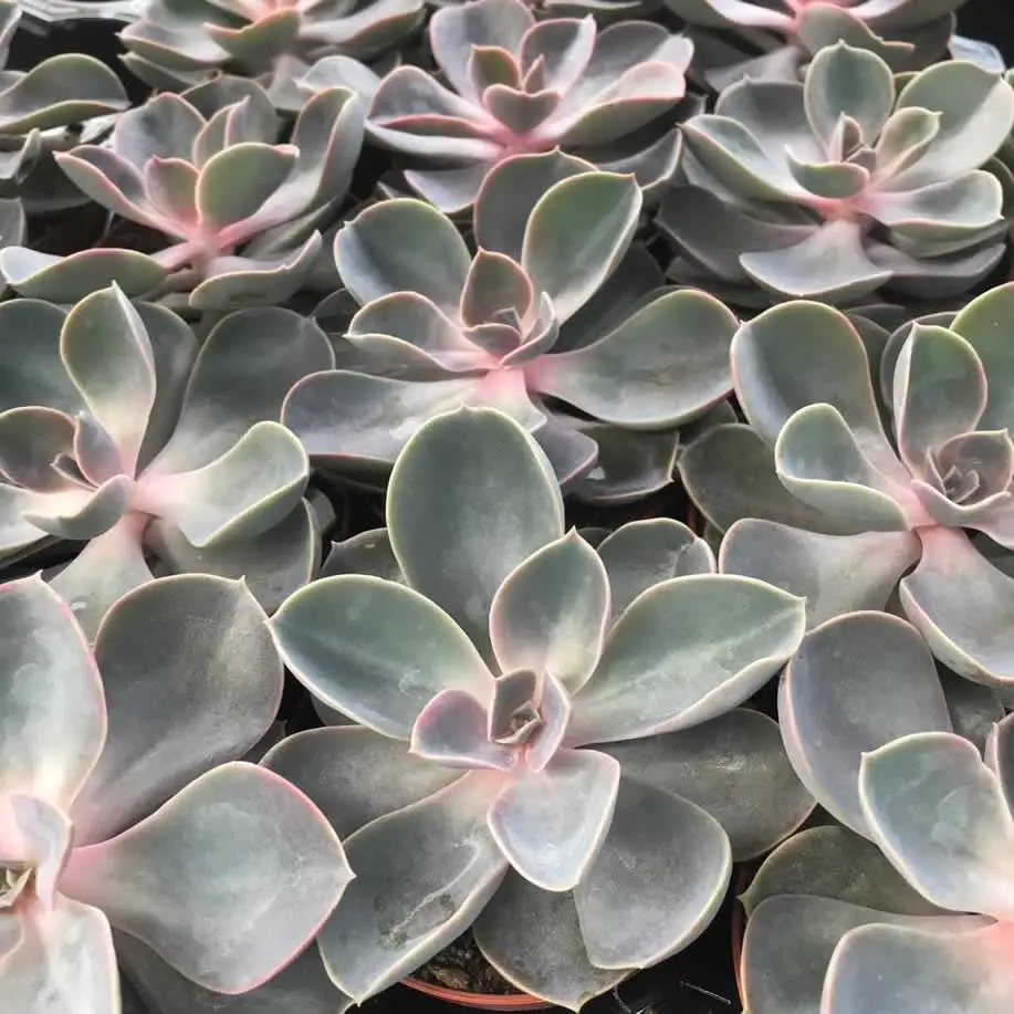 Echeveria 'Perle von Nurnberg' - Image 3