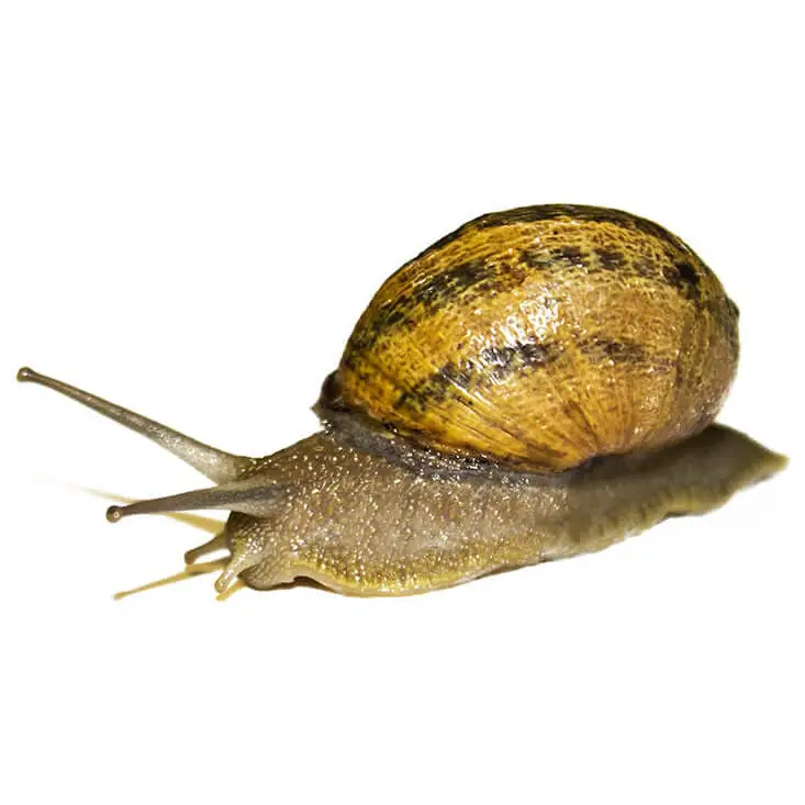 Edible Snails