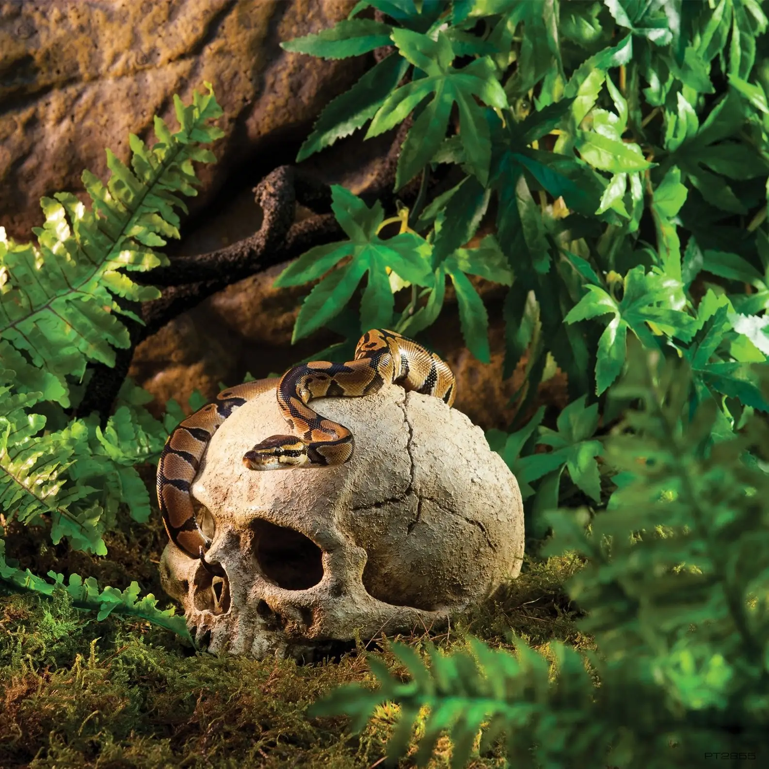 Exo Terra Primate Skull - Image 3