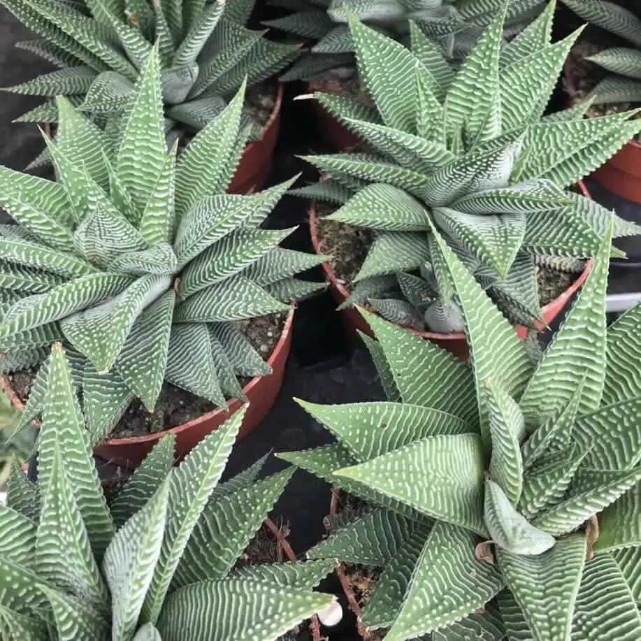 Fairy Washboard 'Spider White' (Haworthiopsis limifolia) - Image 2