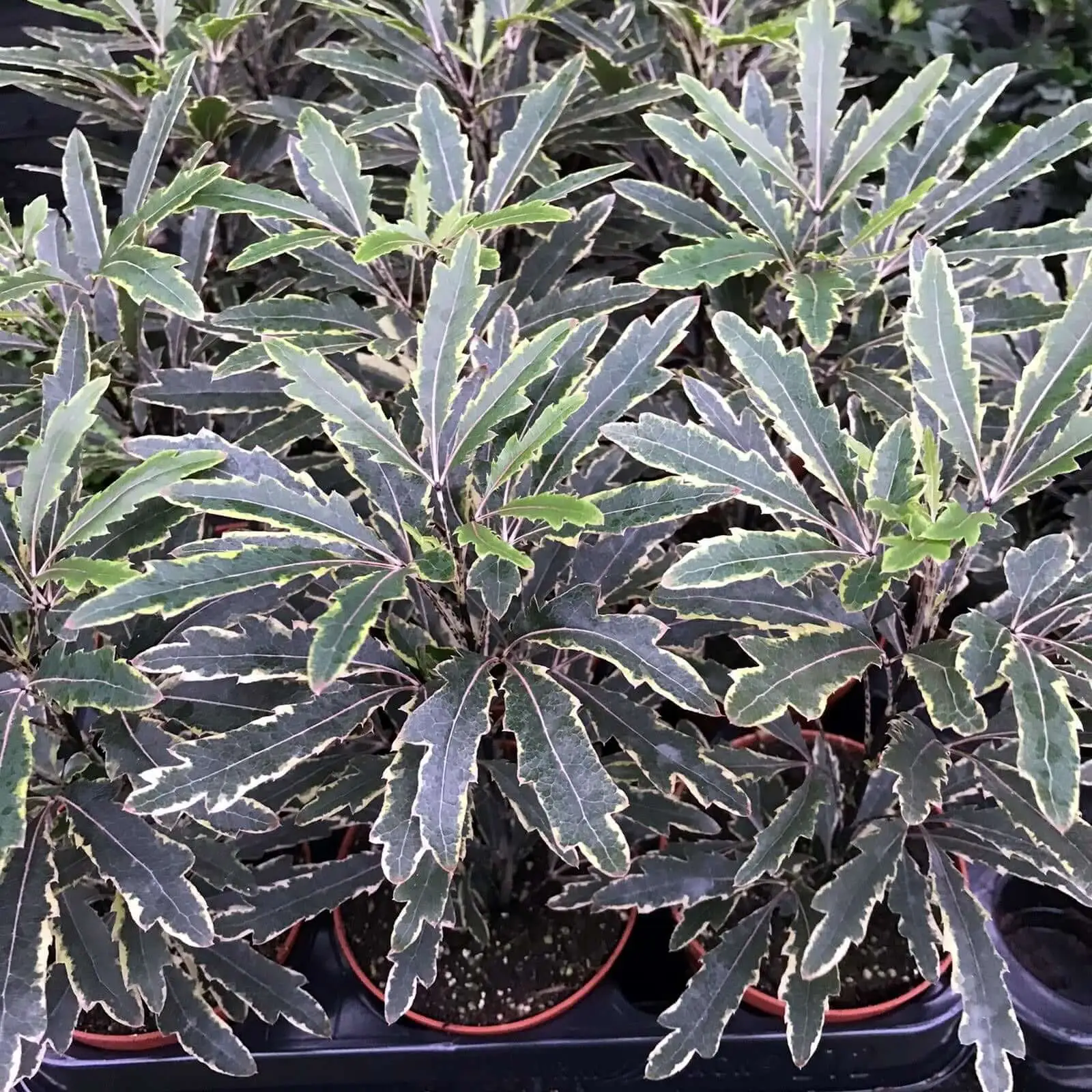 False aralia (Schefflera elegantissima) - Image 3