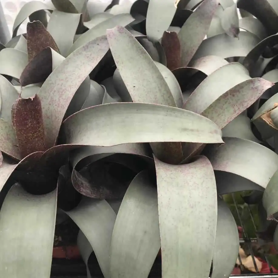 Flaming Sword (Vriesea saundersii) - Image 2