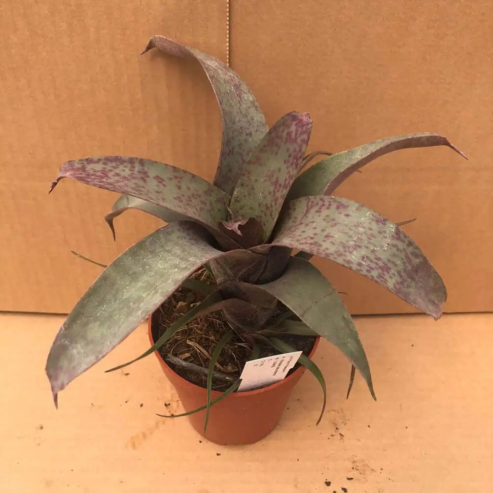 Flaming Sword (Vriesea saundersii) - Image 3