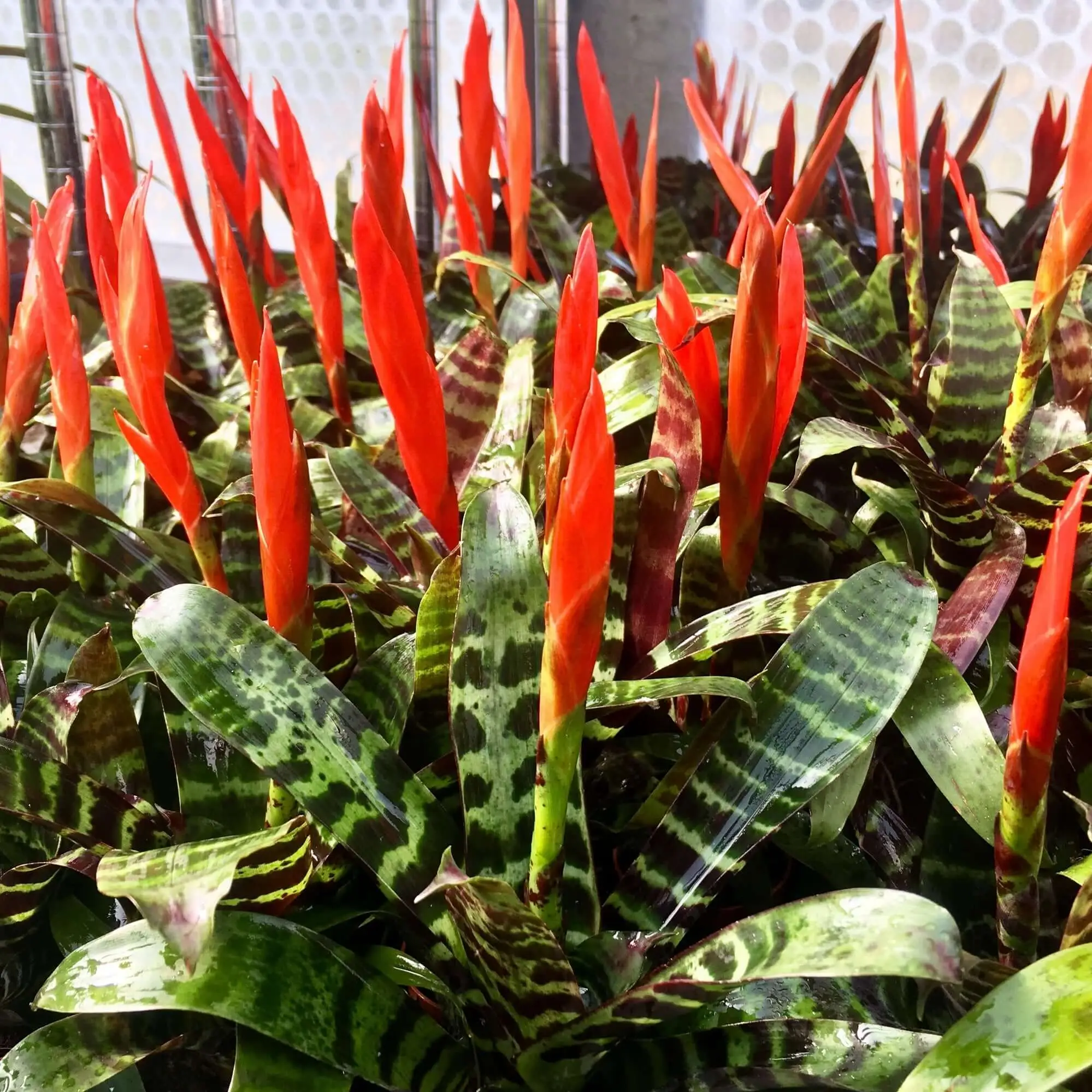 Flaming Sword (Vriesea splendens 'Era') - Image 2