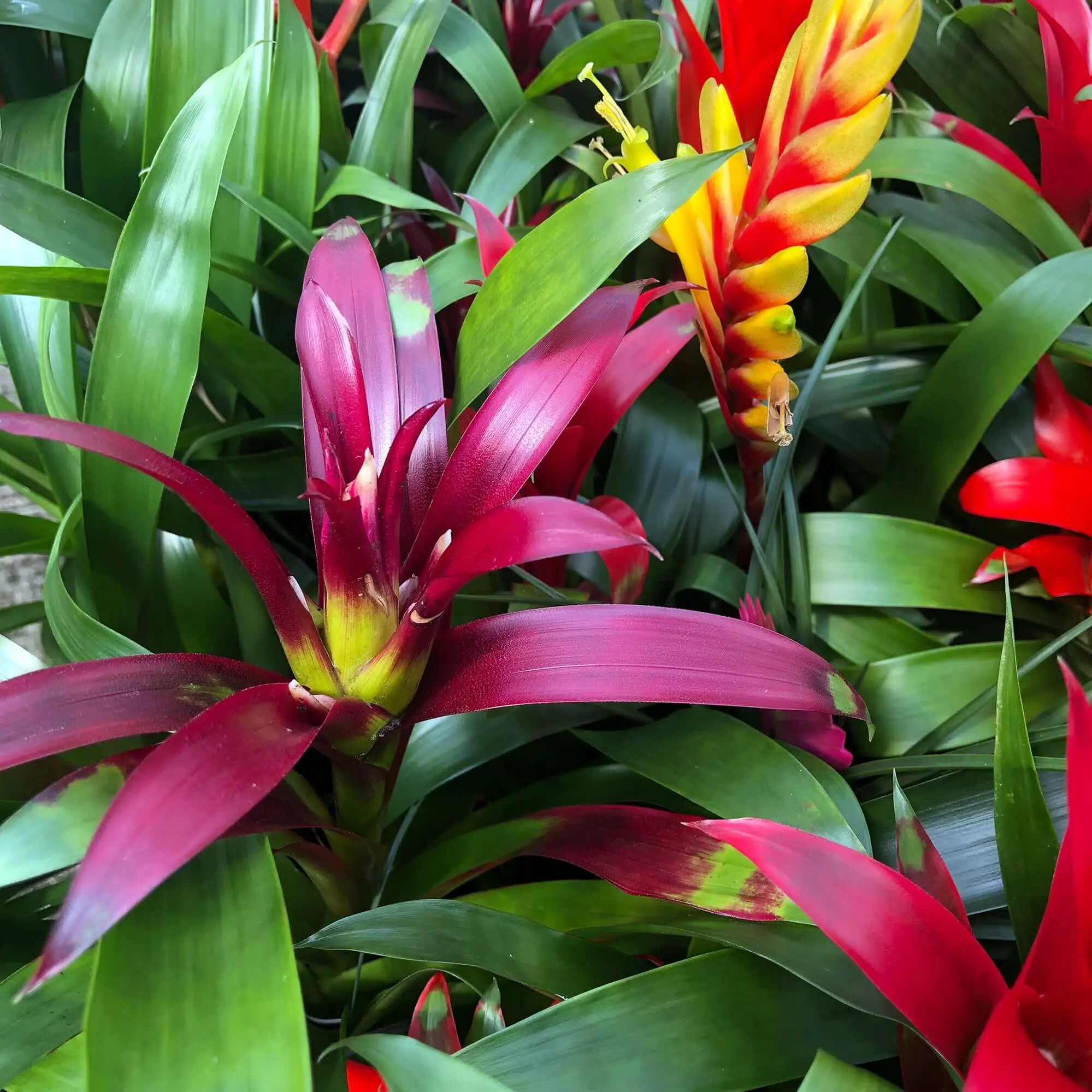 Flaming Sword (Vriesea splendens 'Era') - Image 3