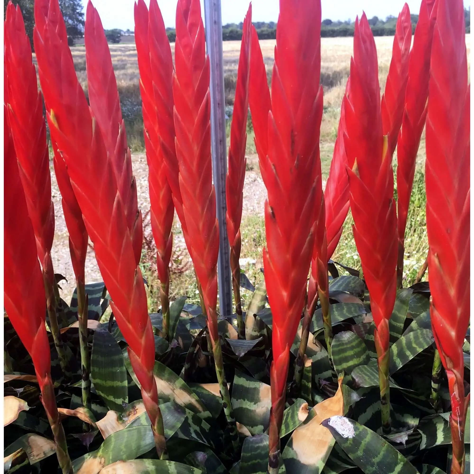 Flaming Sword (Vriesea splendens 'Era') - Image 4