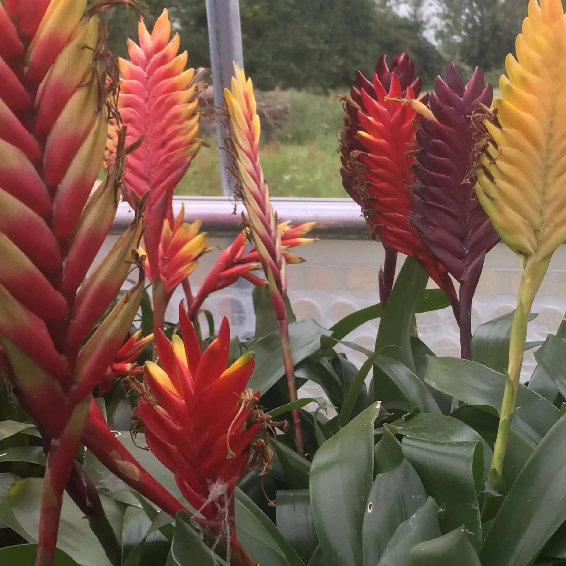 Flaming Sword (Vriesea splendens 'Era') - Image 6