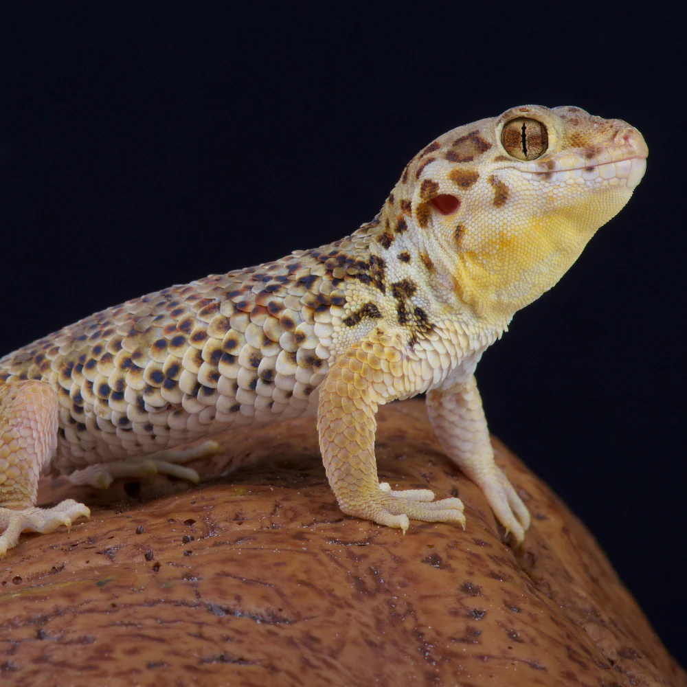 Frog Eyed Gecko Setup