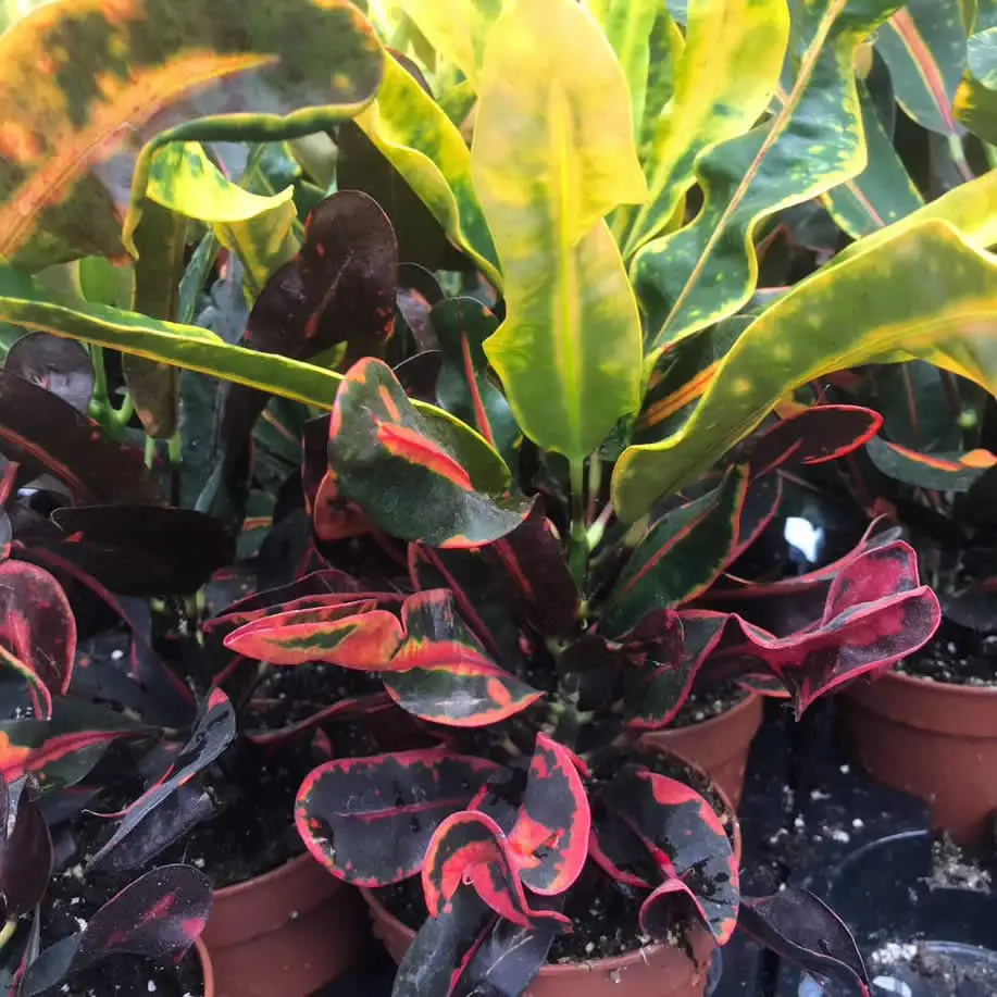Garden Croton 'Mammy' (Codiaeum variegatum) - Image 2
