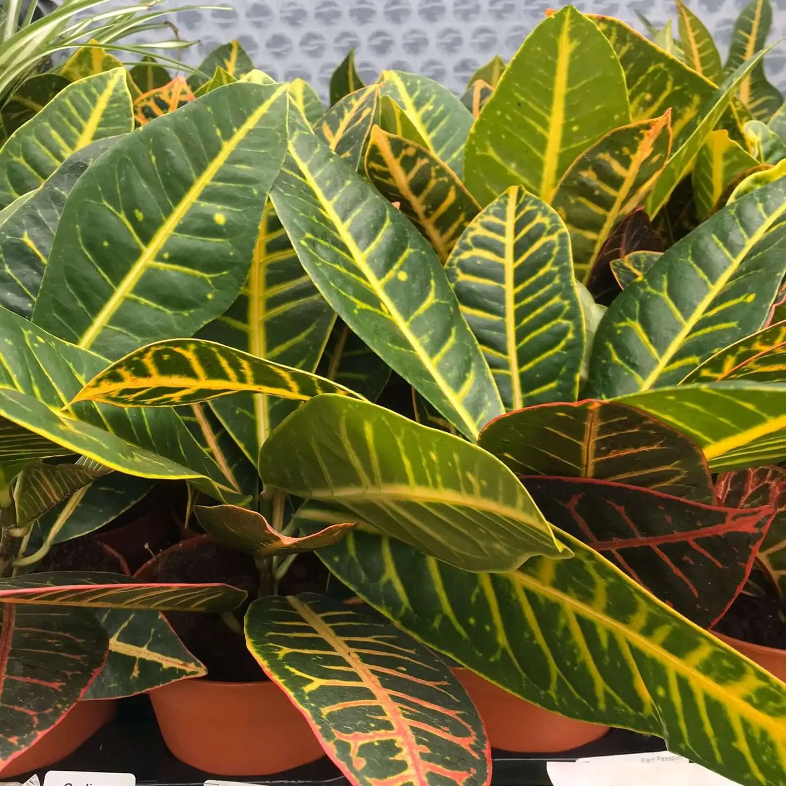 Garden Croton 'Nervia' (Codiaeum variegatum) - Image 2