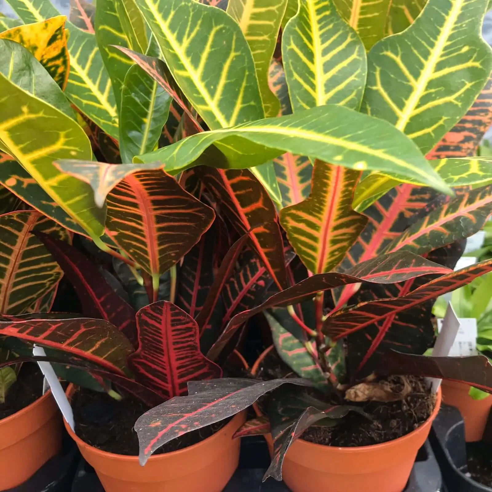 Garden Croton 'Petra' (Codiaeum variegatum) - Image 2