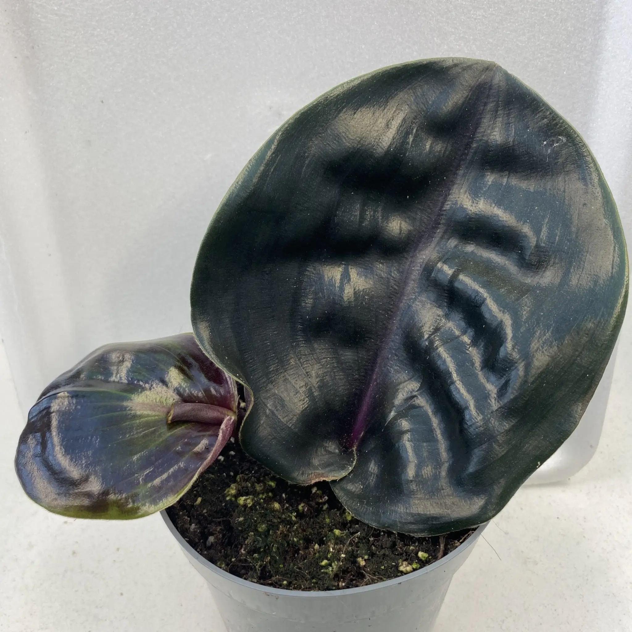 Geo Plant (Geogenanthus ciliatus) 'Midnight Pearl'