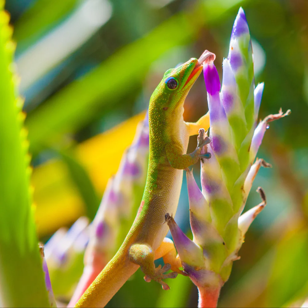 Giant Day Gecko Setup