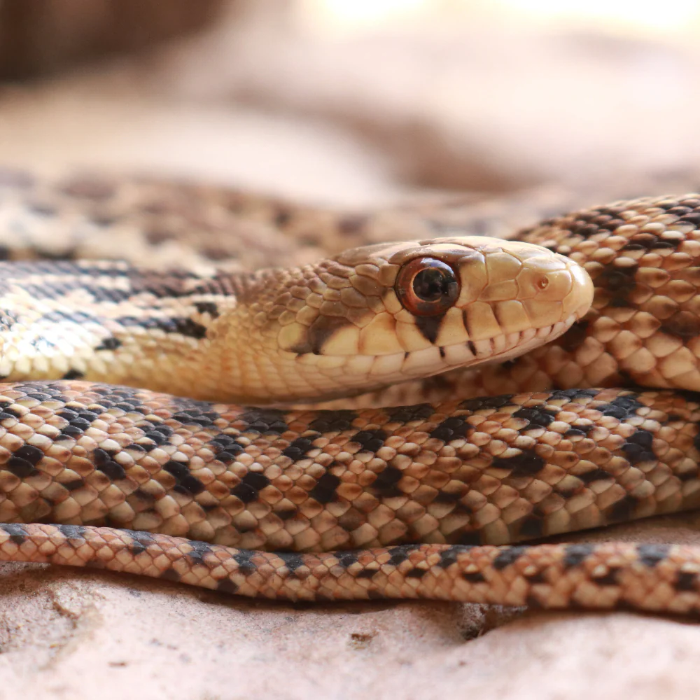 Gopher Snake Setup