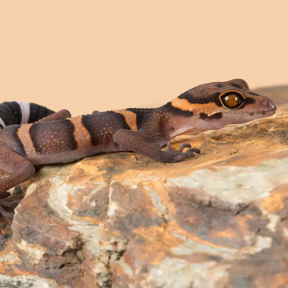 Hainan Cave Gecko Setup