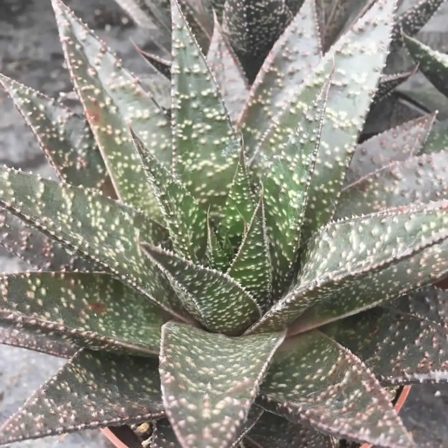 Haworthia sp. - Image 2