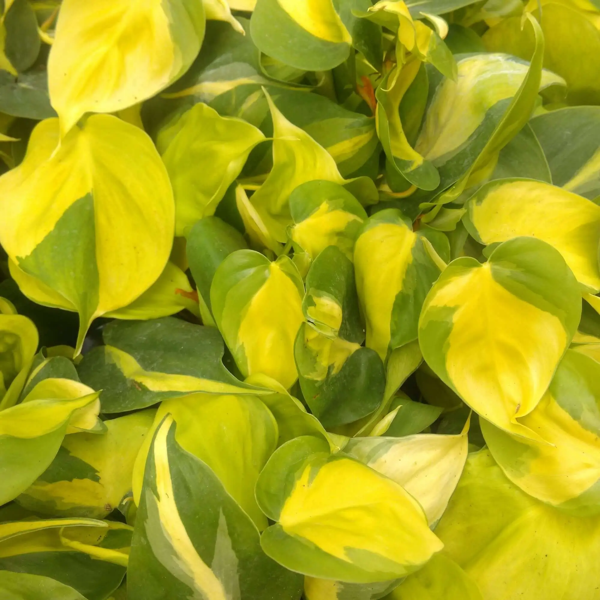 Heartleaf Philodendron (Philodendron scandens) - Image 2