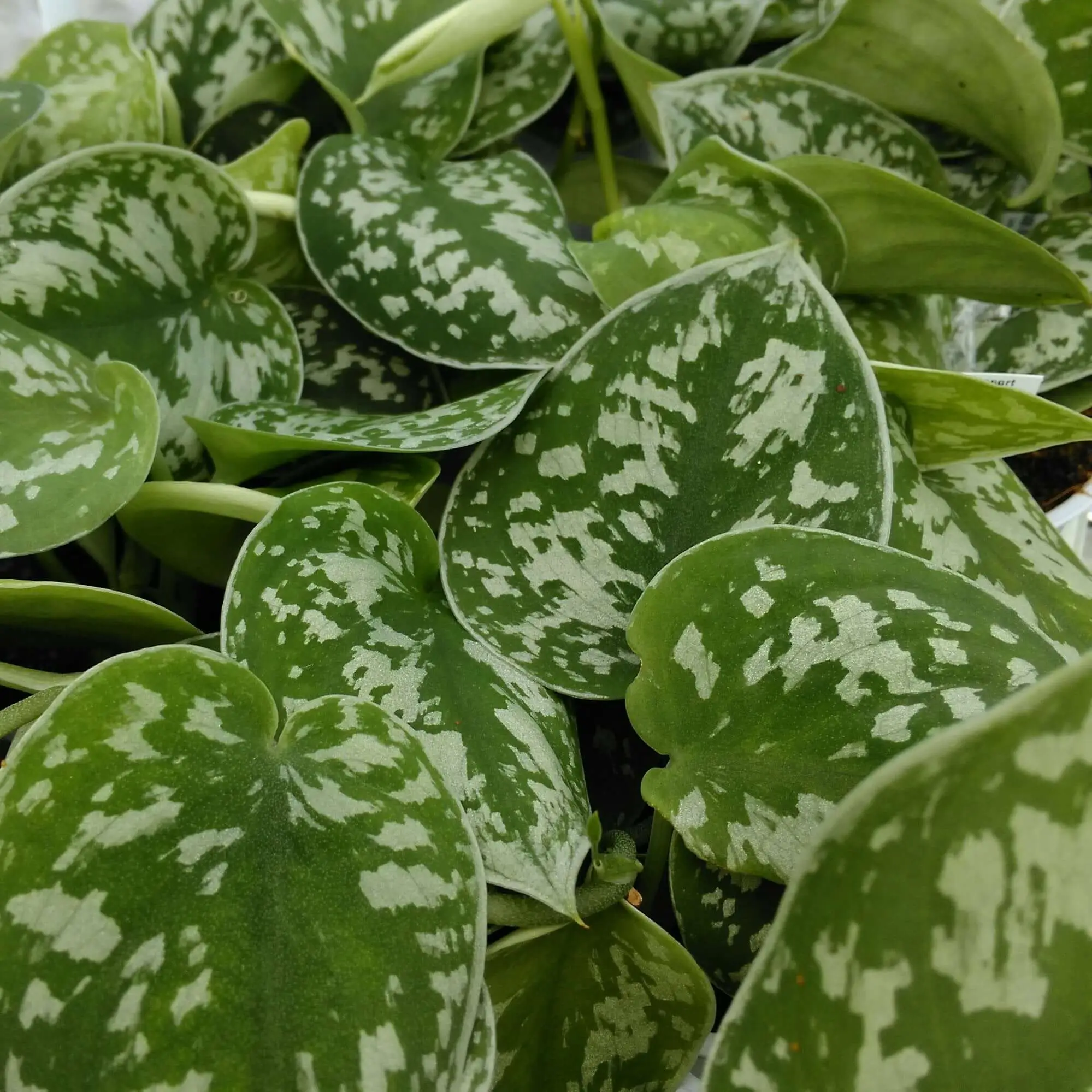Heartleaf Philodendron (Philodendron scandens) - Image 3