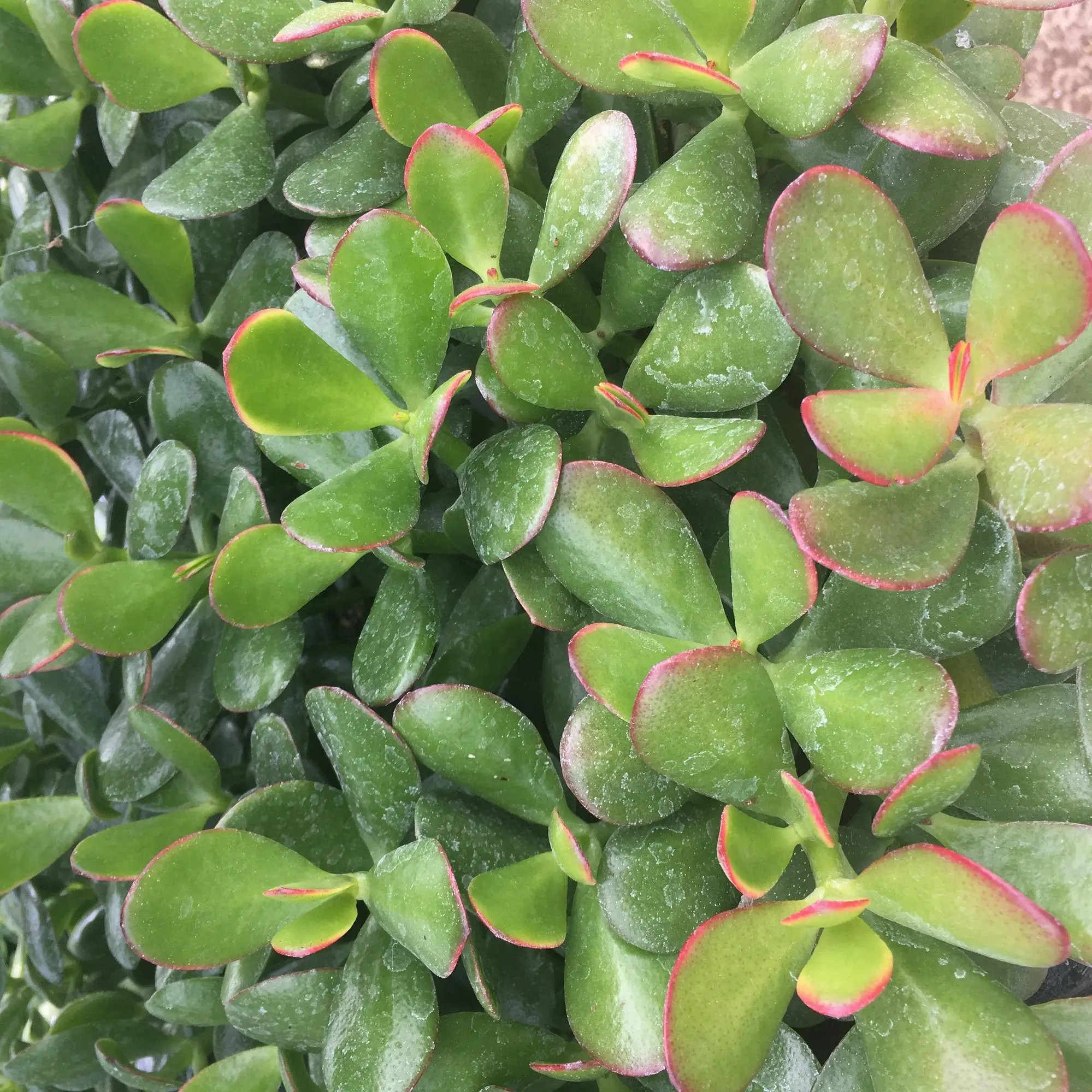 Jade Plant 'Argentea' (Crassula ovata)