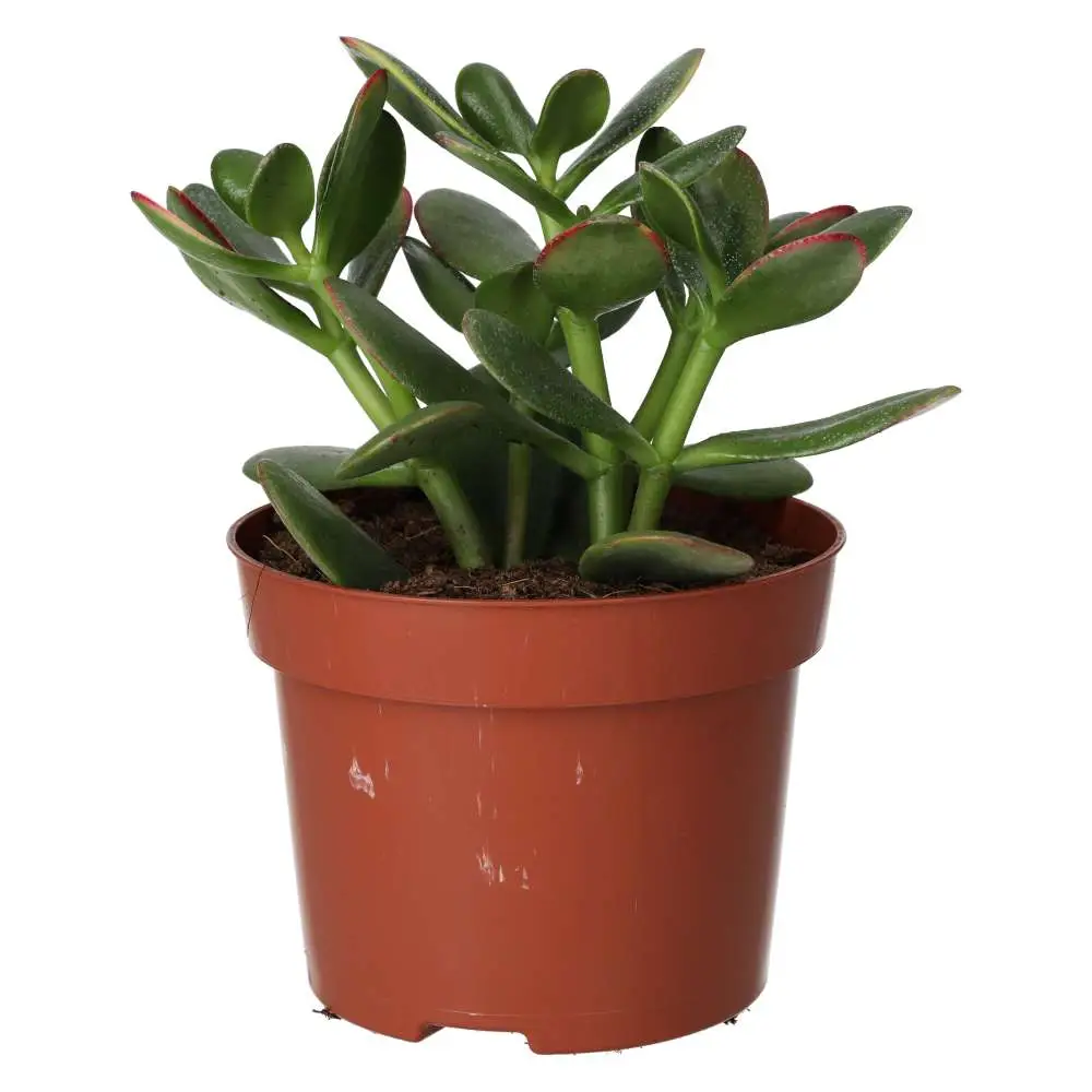 Jade Plant (Crassula sp.) - Image 2
