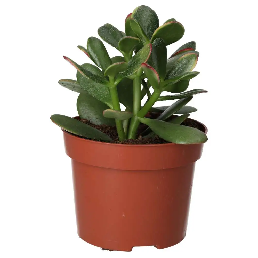 Jade Plant (Crassula sp.) - Image 3