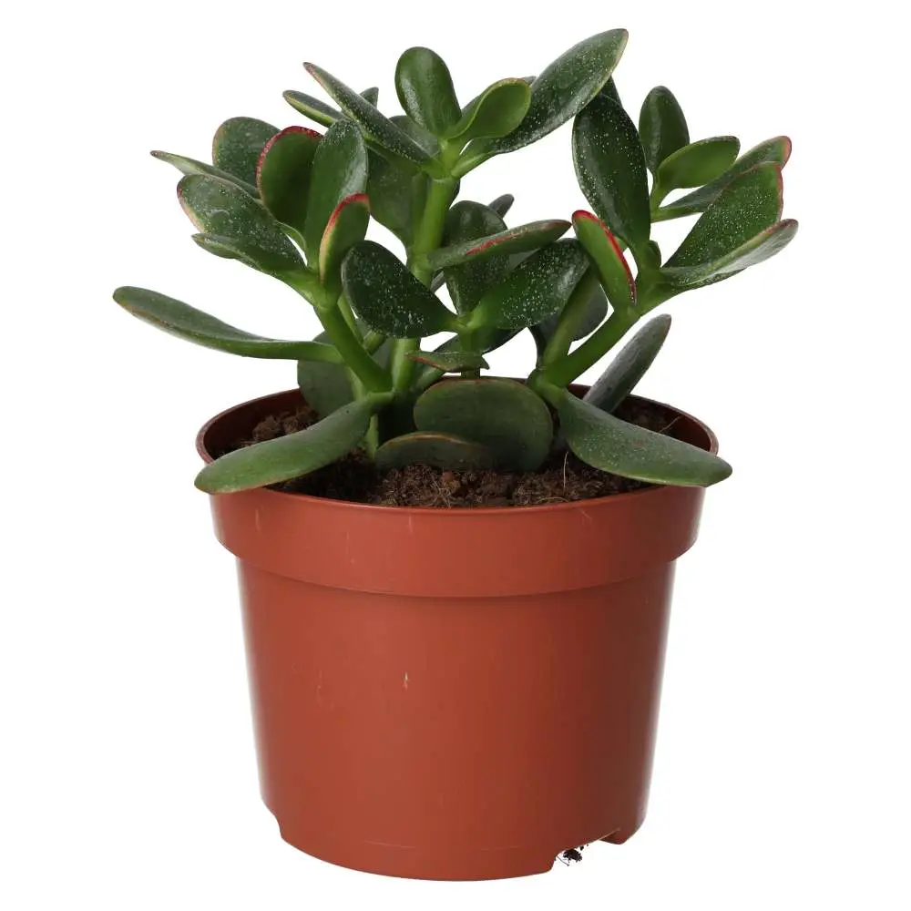 Jade Plant (Crassula sp.) - Image 4