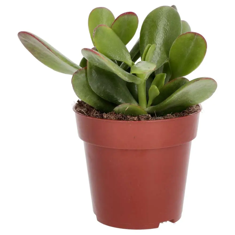 Jade Plant (Crassula sp.) - Image 5