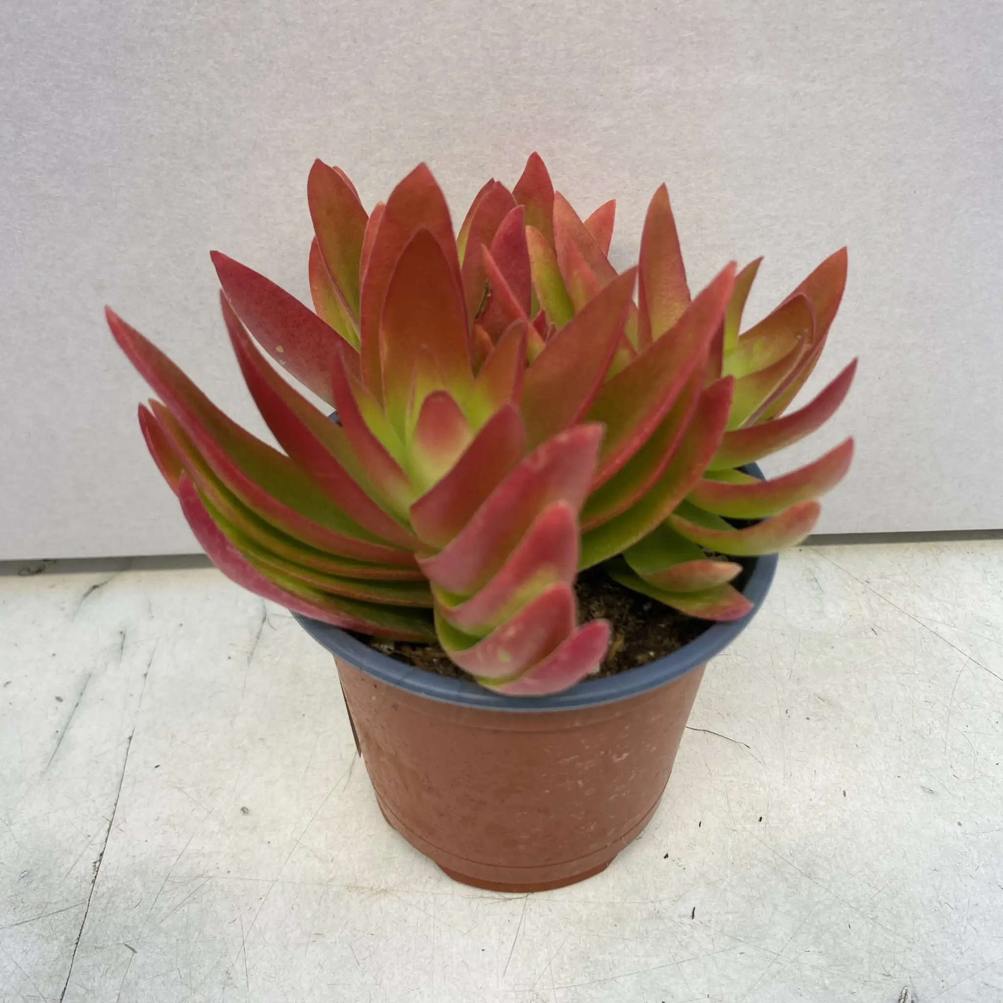 Jade Plant (Crassula sp.) 'Fire' - Image 2